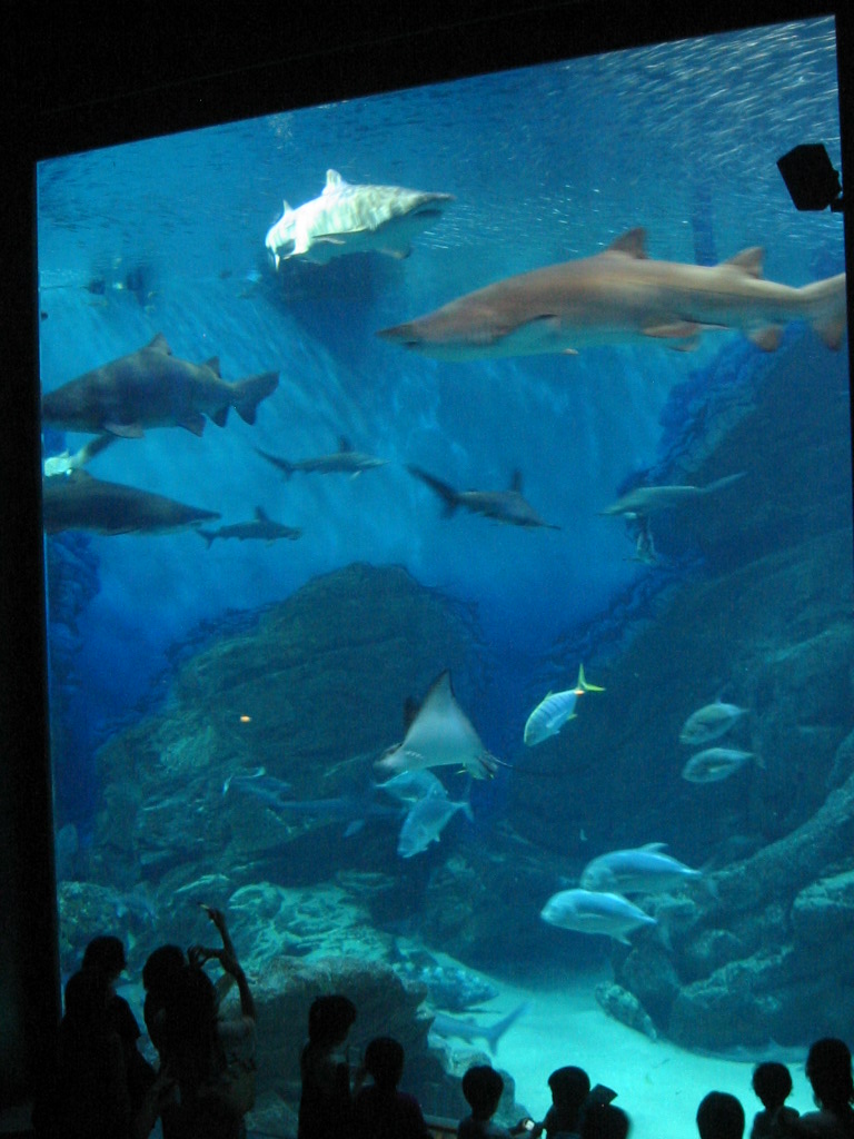 マリンワールド海ノ中道 水族館 博多 福岡県 の旅行記 ブログ By Kokonoさん フォートラベル
