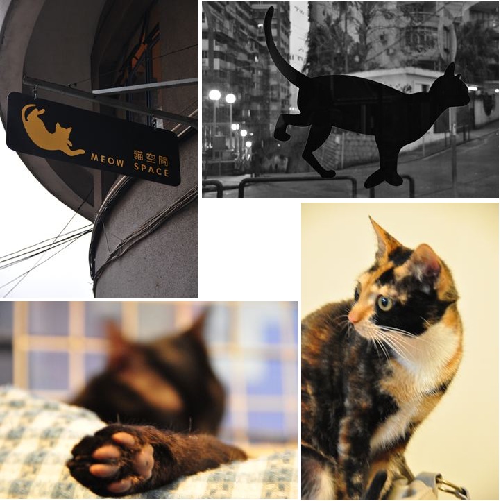 早春マカオ4☆猫空間で猫と戯れる』マカオ(マカオ)の旅行記・ブログ by 