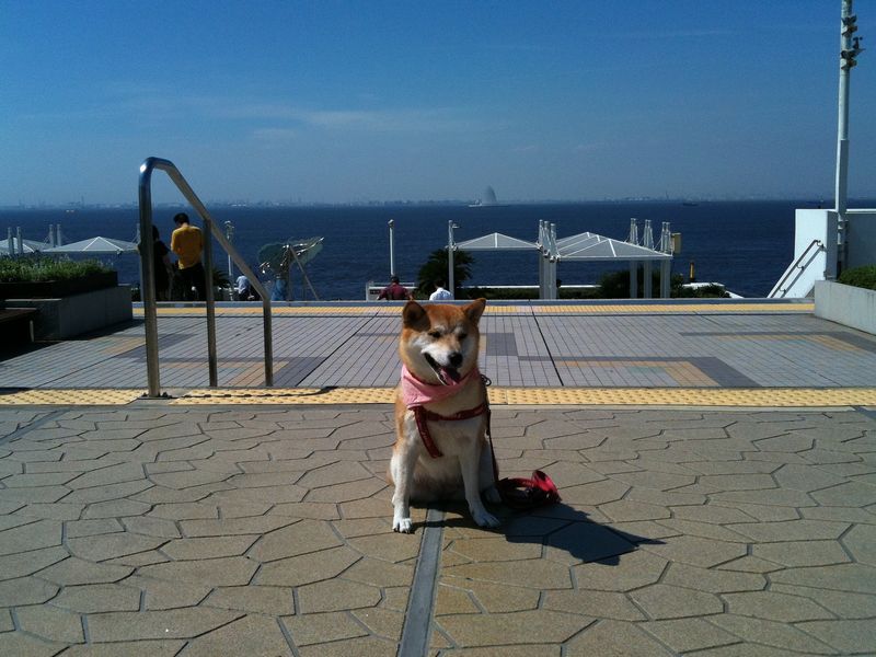 柴犬を連れて 海ほたる に行ってきました 木更津 千葉県 の旅行記 ブログ By Donn Tacosさん フォートラベル