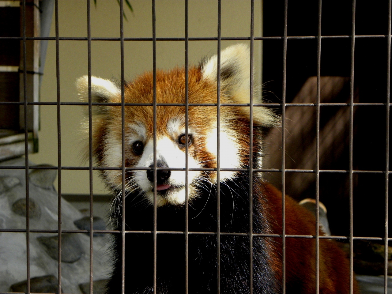初秋のレッサーパンダ紀行 ８ 姫路セントラルパーク 姫路市立動物園 赤ちゃんホワイトライオンにはかなわない 姫路 兵庫県 の旅行記 ブログ By Jilllucaさん フォートラベル
