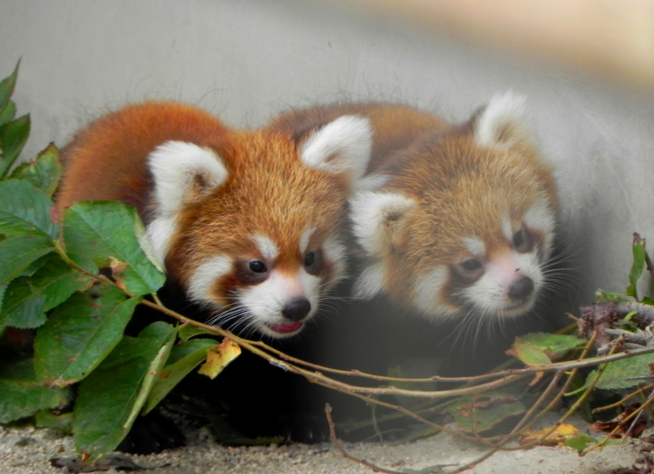 可愛いレッサーパンダの赤ちゃん ｱﾔﾒ ｽﾐﾚ ｸﾙﾐ ﾐｶﾝちゃん たち 徳山動物園 山口県周南市 徳山 周南 山口県 の旅行記 ブログ By つばささん フォートラベル