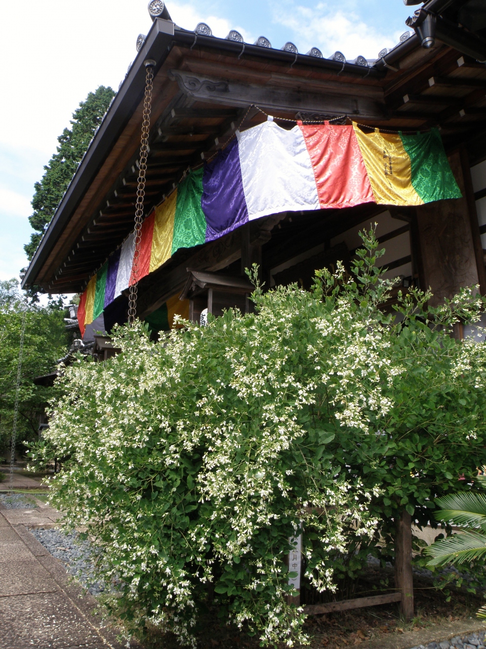 兵庫秋の花めぐり 高照寺白萩祭 養父 兵庫県 の旅行記 ブログ By Ohchanさん フォートラベル 兵庫秋の花めぐり 高照寺白萩祭 養父 兵庫県 の旅行記 ブログ By Ohchanさん フォートラベル