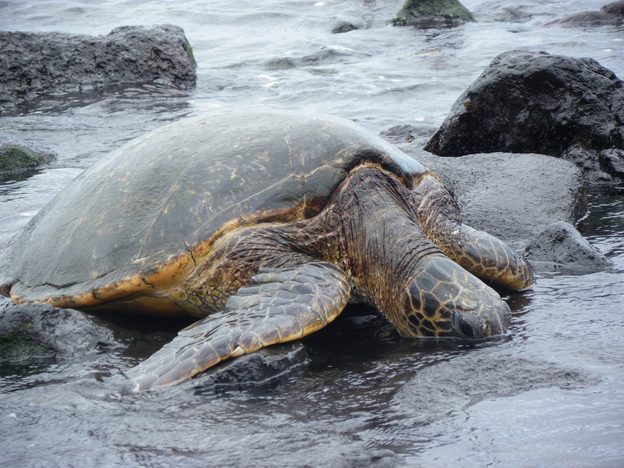 野生のウミガメ君に出遭った プナルウ黒砂海岸 Big Island ハワイ島一周の旅 その6 ハワイ島 ハワイ の旅行記 ブログ By Joecoolさん フォートラベル 野生のウミガメ君に出遭った プナルウ黒砂海岸 Big Island ハワイ島一周の旅 その6 ハワイ島 ハワイ の旅行記 ブログ By Joecoolさん フォートラベル