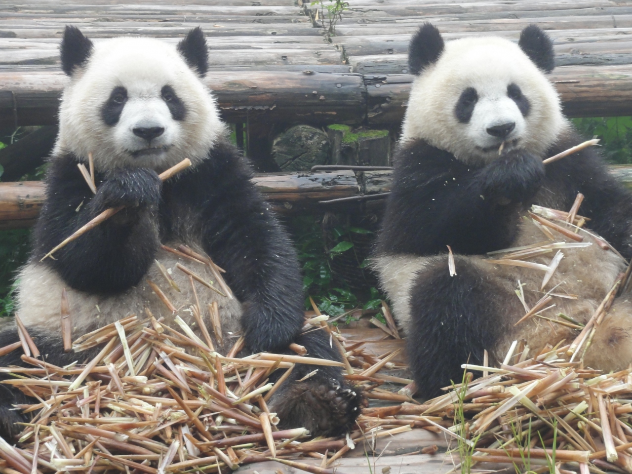 九寨溝 黄龍へバスの旅 パンダをみて一路九寨溝へ 九寨溝 中国 の旅行記 ブログ By Kimさん フォートラベル