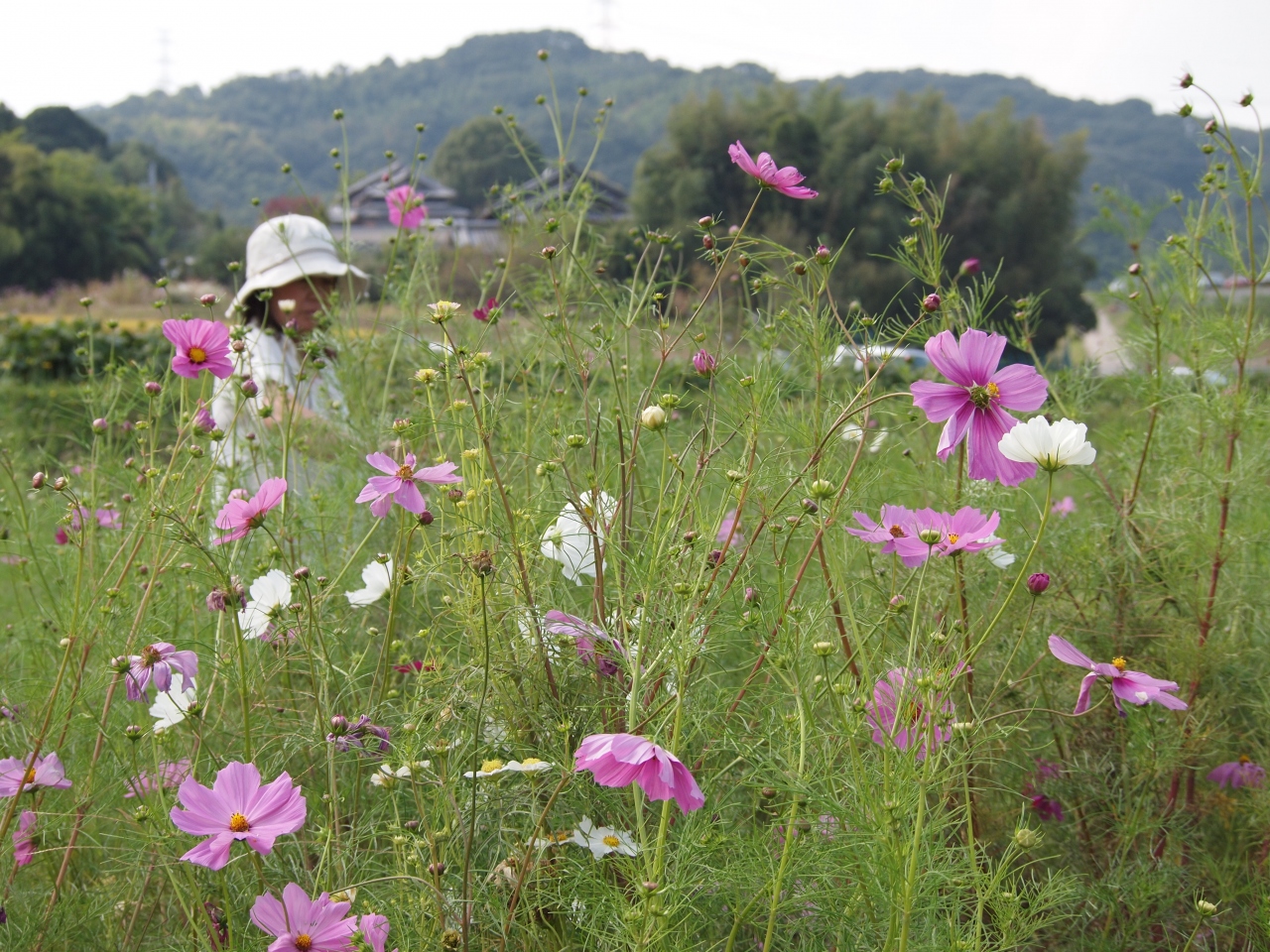 コスモスの花を求めて大阪 枚方 穂谷へ 寝屋川 枚方 交野 大阪 の旅行記 ブログ By のーとくんさん フォートラベル コスモスの花を求めて大阪 枚方 穂谷へ 寝屋川 枚方 交野 大阪 の旅行記 ブログ By のーとくんさん フォートラベル