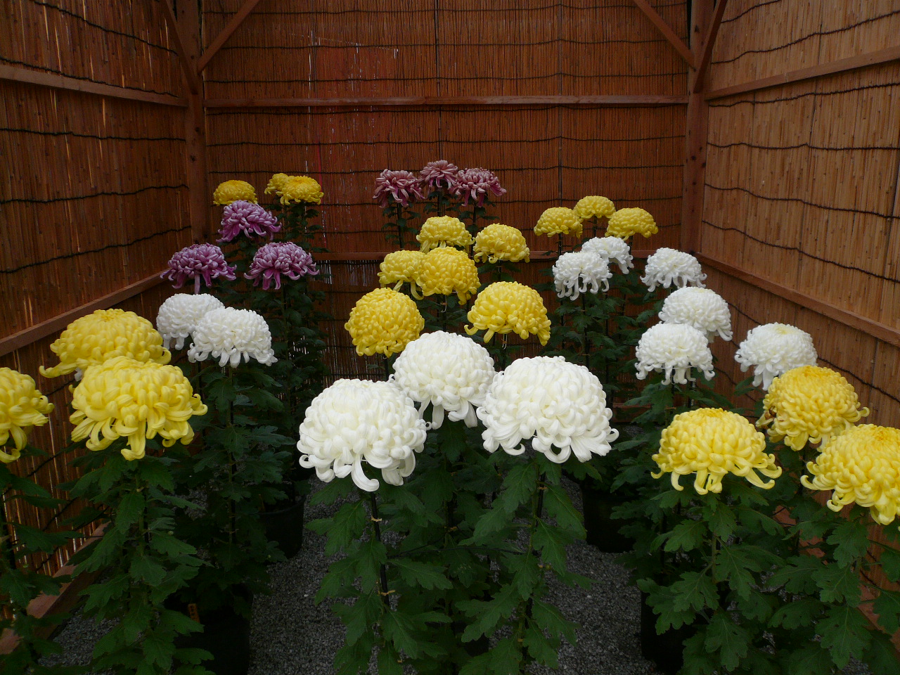 菊まつり開催中の笠間稲荷周辺 笠間 茨城県 の旅行記 ブログ By 芝山緑さん フォートラベル