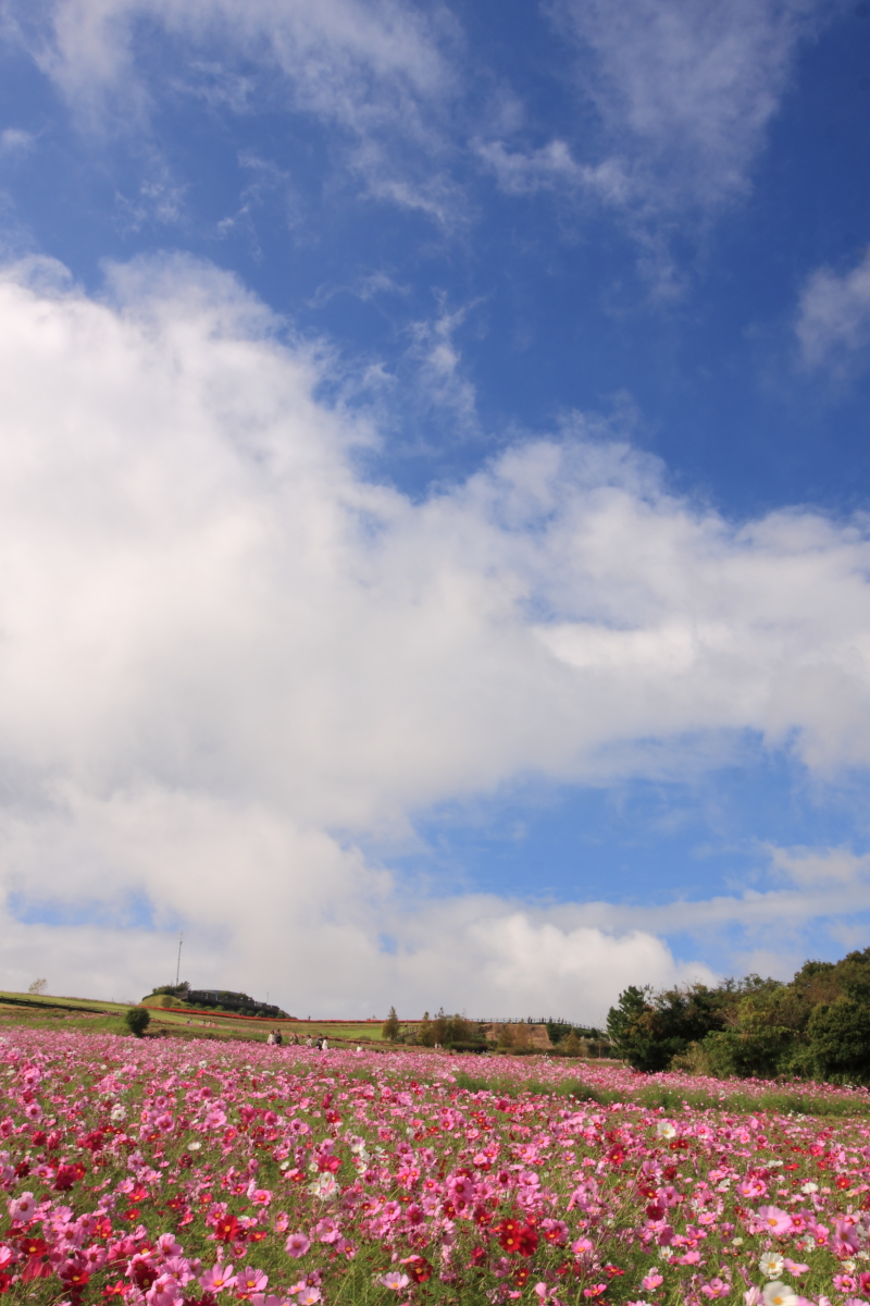 あわじ花さじきのコスモス 11 関西 近畿 コスモス畑 淡路島 兵庫県 の旅行記 ブログ By まもちんさん フォートラベル あわじ花さじきのコスモス 11 関西 近畿 コスモス畑 淡路島 兵庫県 の旅行記 ブログ By まもちんさん フォートラベル