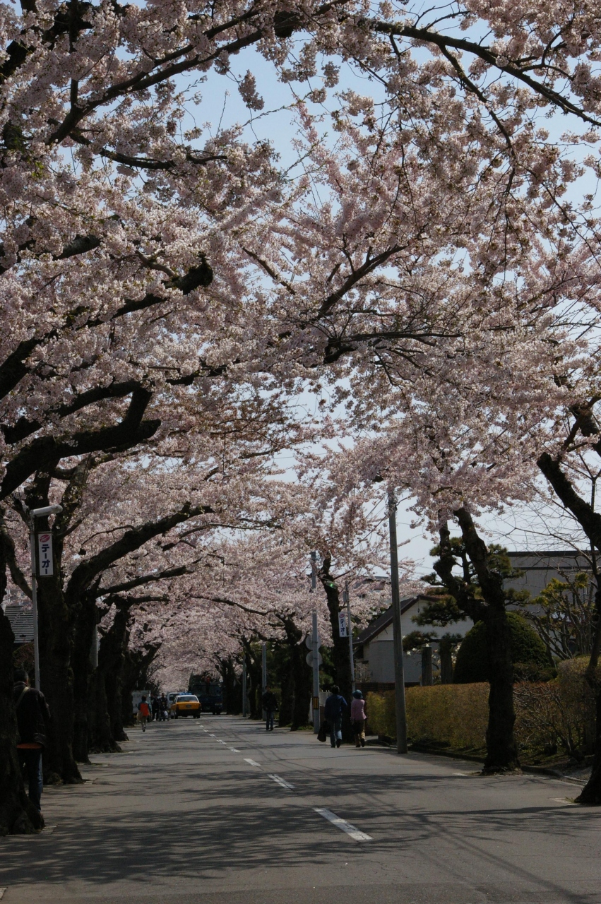 子供とお出かけhokkaido ３ 函館で桜を見よう 函館 北海道 の旅行記 ブログ By Momoyukiさん フォートラベル