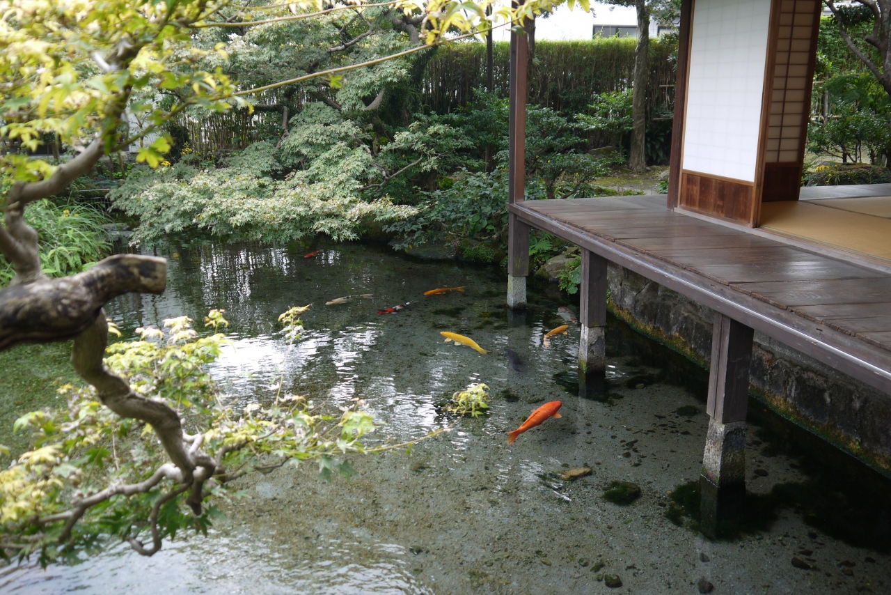 初の島原 湧水の街散策 島原 長崎県 の旅行記 ブログ By かしみやさん フォートラベル 初の島原 湧水の街散策 島原 長崎県 の旅行記 ブログ By かしみやさん フォートラベル