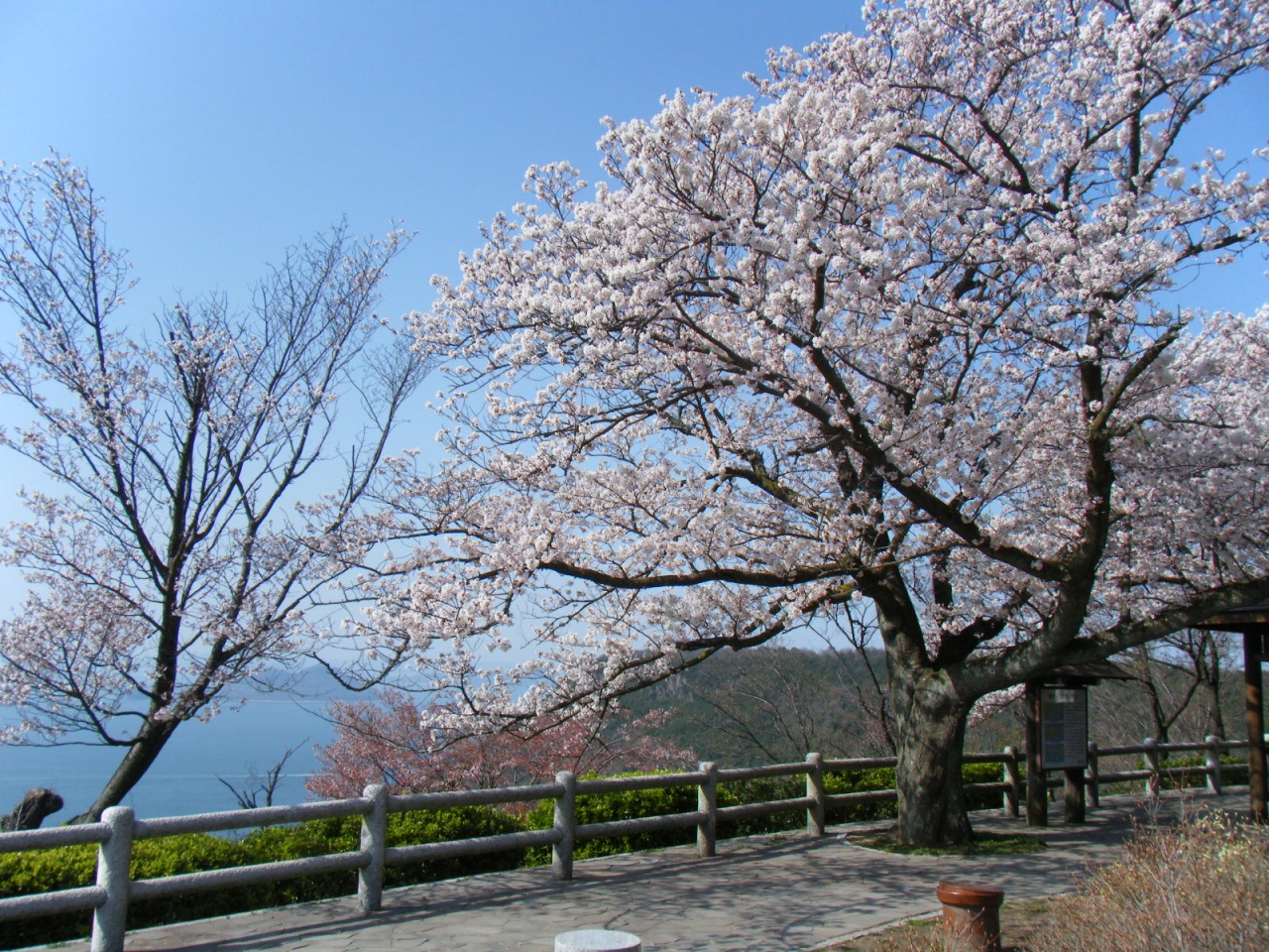 さぬきうどんと桜満開の屋島散策 Withワンコ 高松 香川県 の旅行記 ブログ By Willさん フォートラベル さぬきうどんと桜満開の屋島散策 Withワンコ 高松 香川県 の旅行記 ブログ By Willさん フォートラベル
