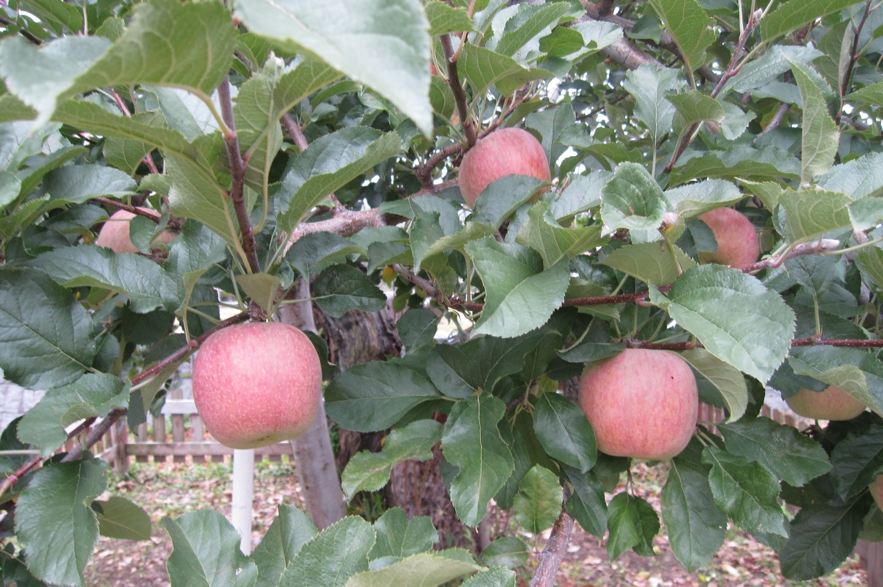 11秋 紅葉に少し早かった飯田散策 6 10 10月30日 6 市内散策 1 紅葉の桜並木 リンゴ並木 からくり時計 ハミングパル 飯田 長野県 の旅行記 ブログ By 旅人のくまさんさん フォートラベル