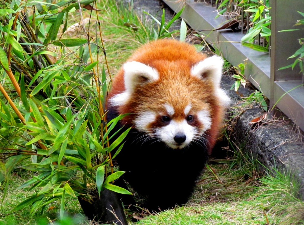 晩秋のレッサーパンダ紀行 １ 周南市徳山動物園 大人気 今年生まれの４匹の子レッサー 徳山 周南 山口県 の旅行記 ブログ By Jilllucaさん フォートラベル