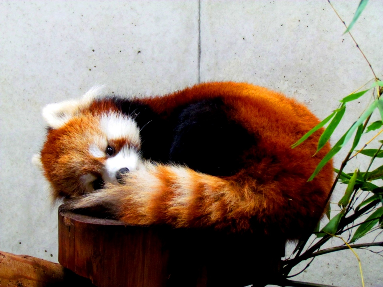 晩秋のレッサーパンダ紀行 ５ 埼玉県こども動物自然公園 レッサーパンダの魅力全開 東松山 埼玉県 の旅行記 ブログ By Jilllucaさん フォートラベル