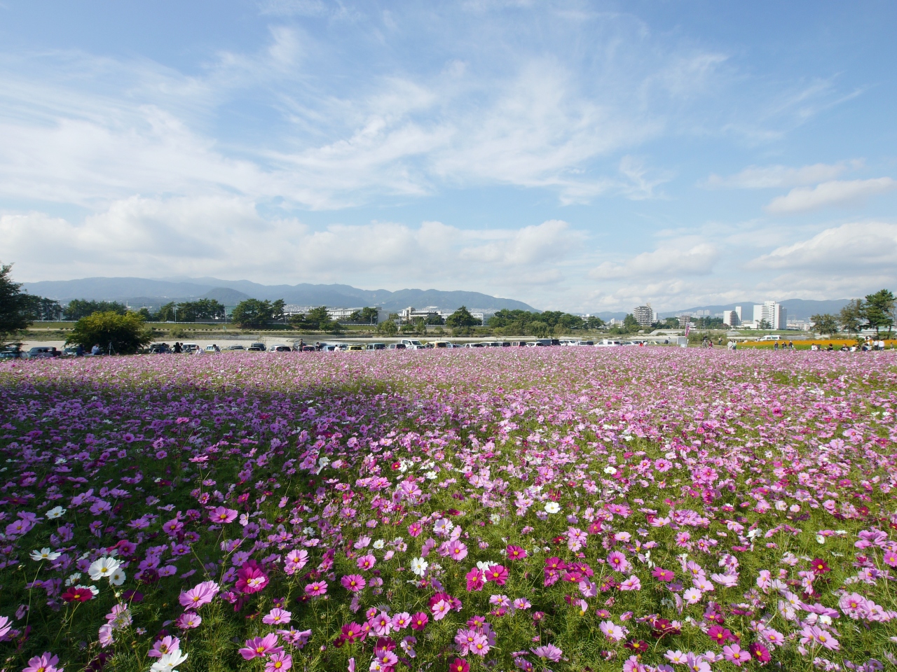 武庫川河川敷 尼崎のコスモス園と宝塚の皇帝ダリア 尼崎 兵庫県 の旅行記 ブログ By Spiranさん フォートラベル