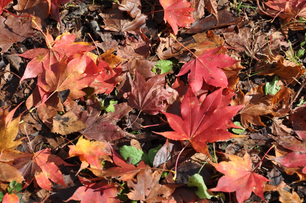 高遠城跡公園のもみじ もみじ湖もみじまつり 南信州紅葉三昧 伊那 長野県 の旅行記 ブログ By Mr チャングムさん フォートラベル