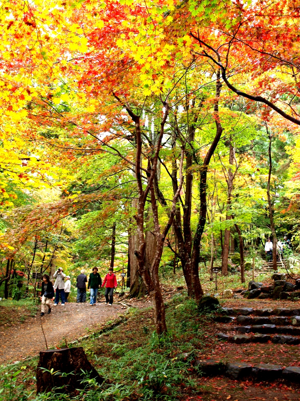 越路もみじ園 中野邸美術館もみじ園 紅葉狩り 新潟県長岡市 新潟市秋葉区 五泉市 新津 白根 新潟県 の旅行記 ブログ By ひょんひょんさん フォートラベル