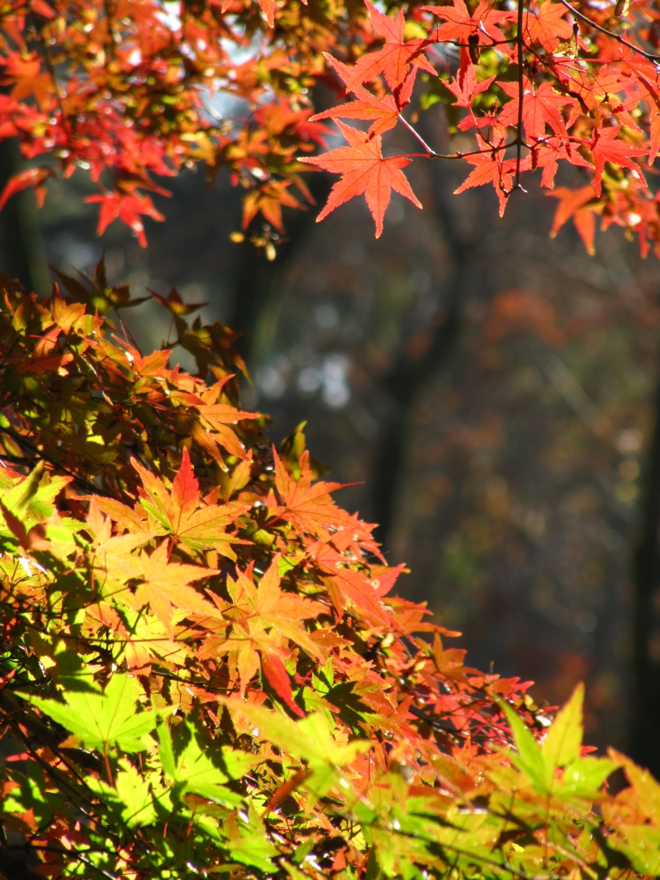 色づき始めた紅葉で三色の錦の森林公園 2 まさしく太陽にライトアップされたカエデ園の紅葉 東松山 埼玉県 の旅行記 ブログ By まみさん フォートラベル 色づき始めた紅葉で三色の錦の森林公園 2 まさしく太陽にライトアップされたカエデ園の紅葉 東松山 埼玉県 の旅行記 ブログ By まみさん フォートラベル