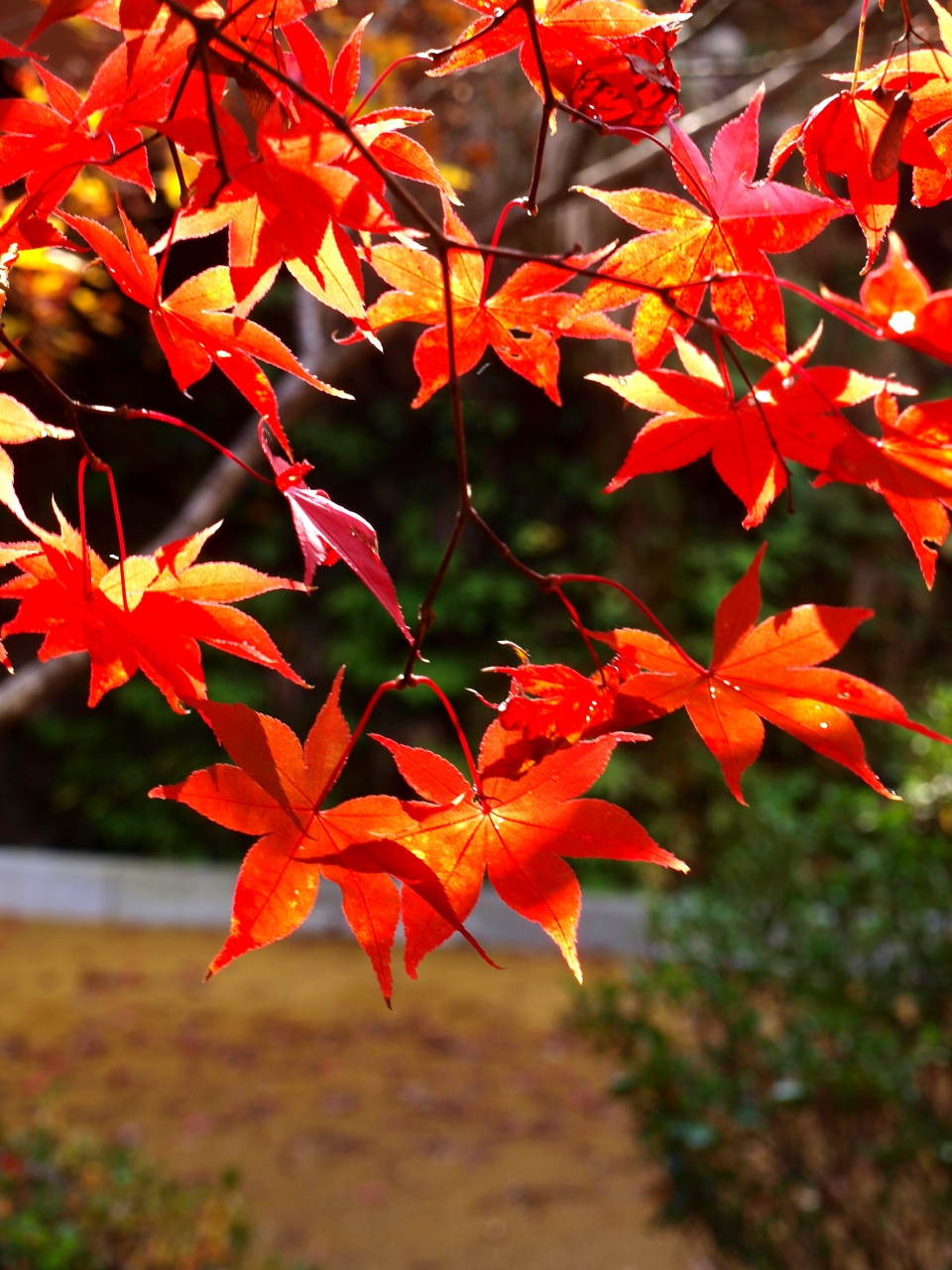 弥彦もみじ谷の紅葉２０１１ 新潟県西蒲原郡弥彦村 弥彦 新潟県 の旅行記 ブログ By ひょんひょんさん フォートラベル