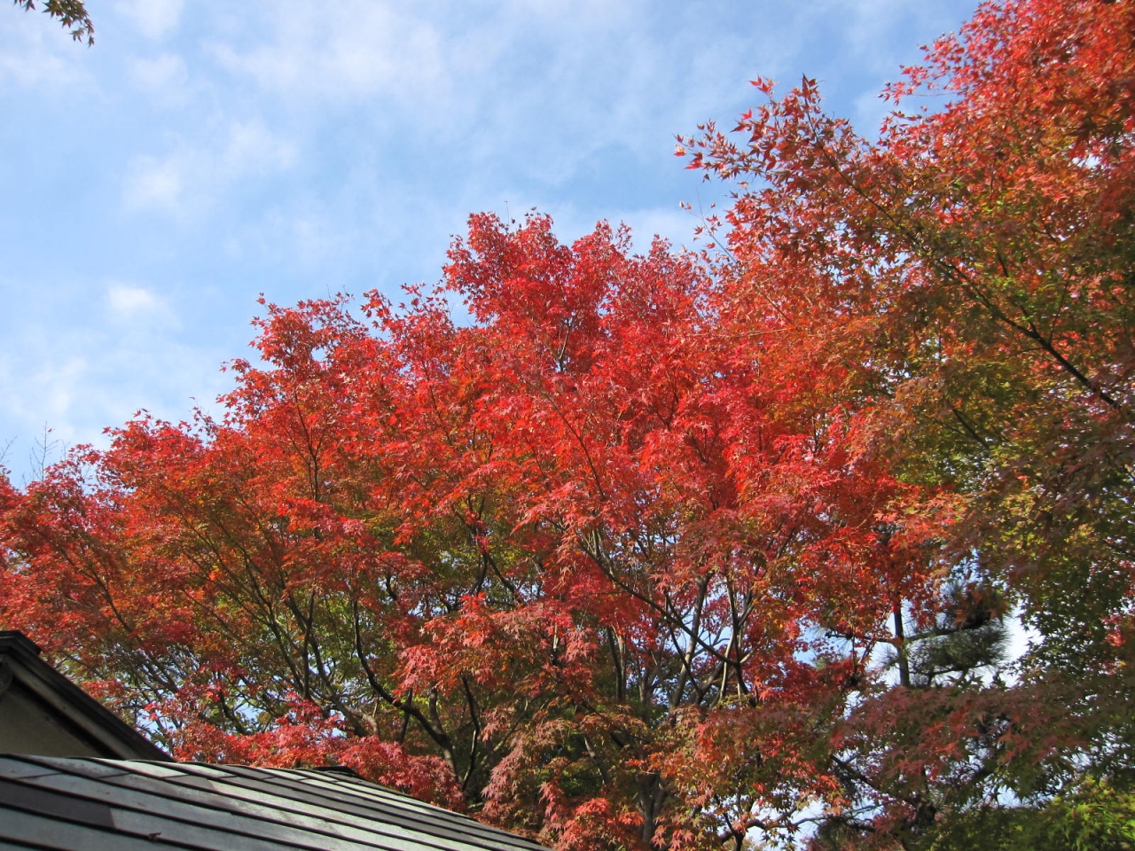 越谷花田苑の紅葉 11 11 23 越谷 埼玉県 の旅行記 ブログ By 杏仁豆腐さん フォートラベル