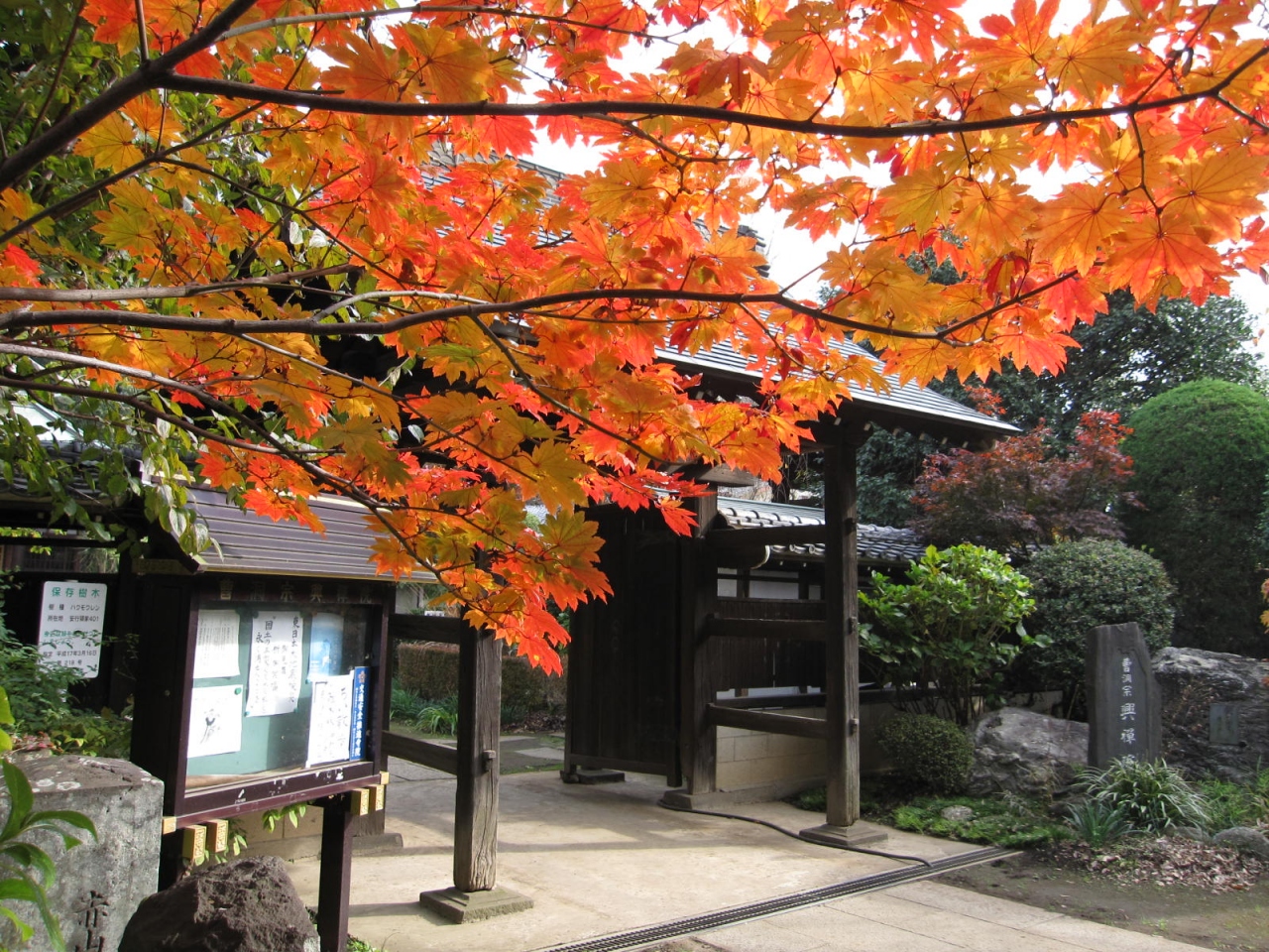 川口安行 小林もみじ園 興禅院 花と緑の振興センターの紅葉 11 11 27 川口 戸田 蕨 埼玉県 の旅行記 ブログ By 杏仁豆腐さん フォートラベル