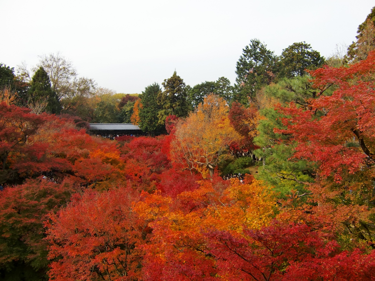 紅葉真っ盛り の京都へ 南禅寺 東福寺 真如堂 かやぶきの里 東山 祇園 北白川 京都 の旅行記 ブログ By Muさん フォートラベル 紅葉真っ盛り の京都へ 南禅寺 東福寺 真如堂 かやぶきの里 東山 祇園 北白川 京都 の旅行記 ブログ By Muさん フォートラベル