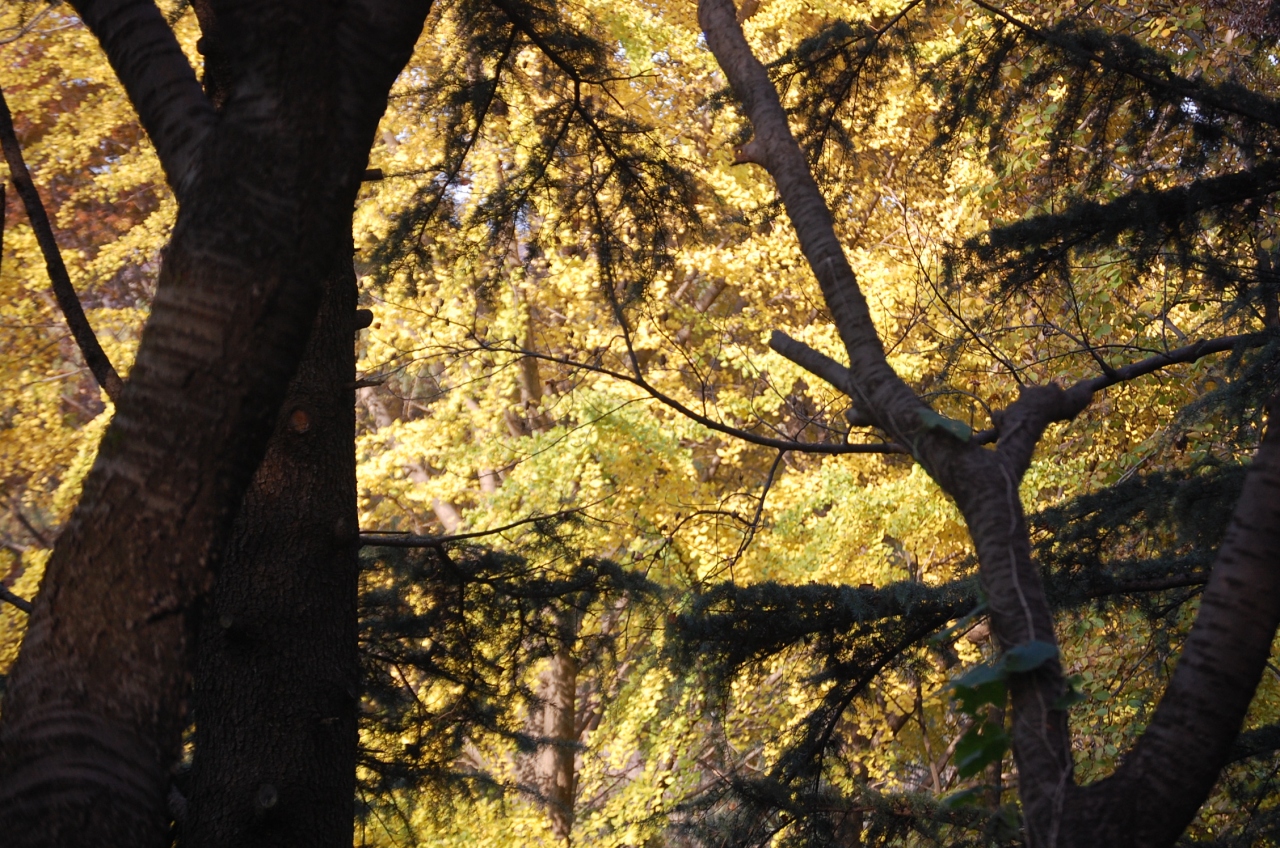 神奈川探訪 ２２ 三ツ池公園の紅葉 ２０１１ 新横浜 神奈川県 の旅行記 ブログ By Takeおじさん フォートラベル