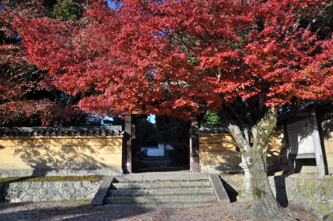 初冬というのにまだ紅葉が見られる秋篠寺in奈良 奈良市 奈良県 の旅行記 ブログ By 大目付さん フォートラベル 初冬というのにまだ紅葉が見られる秋篠寺in奈良 奈良市 奈良県 の旅行記 ブログ By 大目付さん フォートラベル