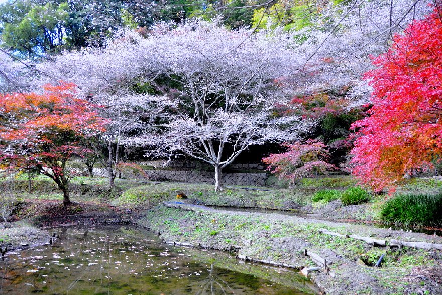 11 四季桜で有名な小原地区内 川見四季桜公園他 豊田 愛知県 の旅行記 ブログ By 風に吹かれて旅人さん フォートラベル