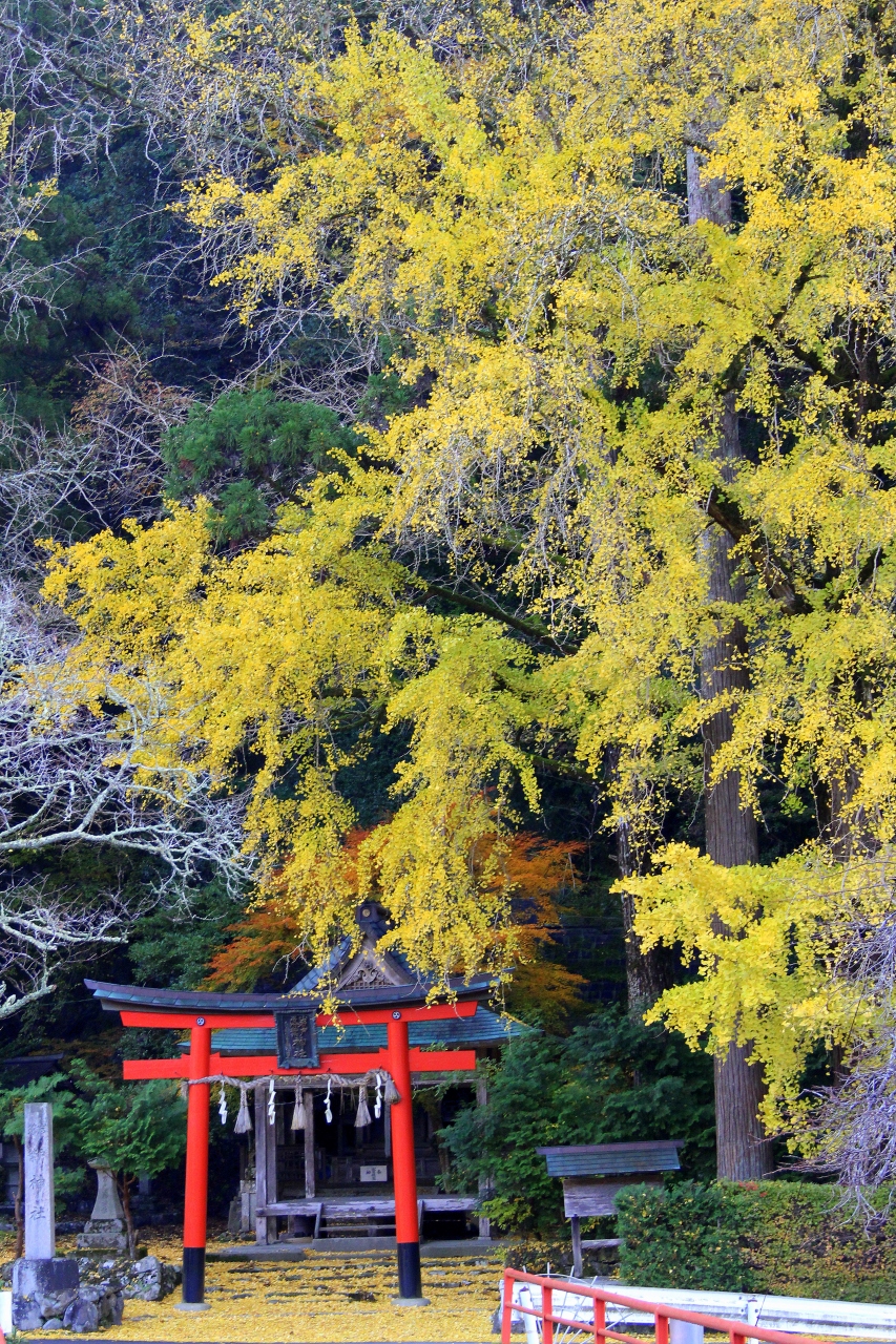 京都を歩く 102 岩戸落葉神社 落葉 の名を持つ神社は銀杏の落葉に埋もれていました 嵐山 嵯峨野 太秦 桂 京都 の旅行記 ブログ By ぺこにゃんさん フォートラベル