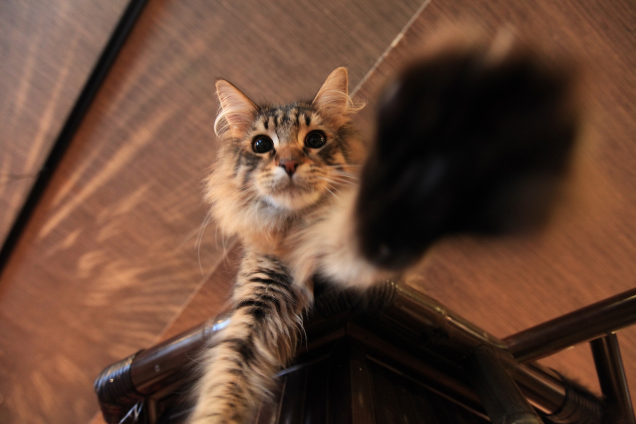 猫カフェ39 御堂筋 心斎橋付近のイチョウ並木と猫カフェ ぐるぐる堂 ミナミ 難波 天王寺 大阪 の旅行記 ブログ By みにくまさん フォートラベル 猫カフェ39 御堂筋 心斎橋付近のイチョウ並木と猫カフェ ぐるぐる堂 ミナミ 難波 天王寺 大阪 の旅行記 ブログ By みにくまさん フォートラベル