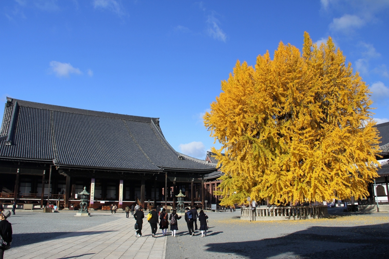 京都を歩く 103 本願寺 西も東も銀杏の名所です 京都駅周辺 京都 の旅行記 ブログ By ぺこにゃんさん フォートラベル