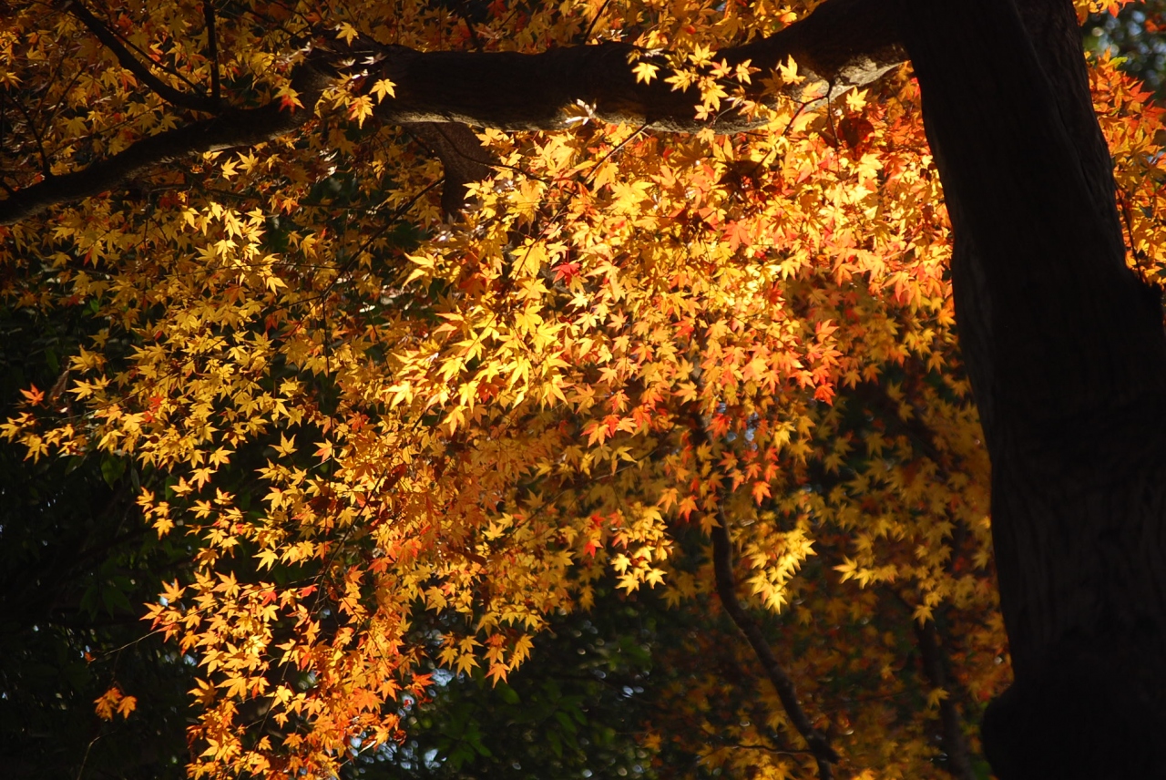 残り紅葉を求めて多福寺を訪問する 所沢 埼玉県 の旅行記 ブログ By Tsunetaさん フォートラベル