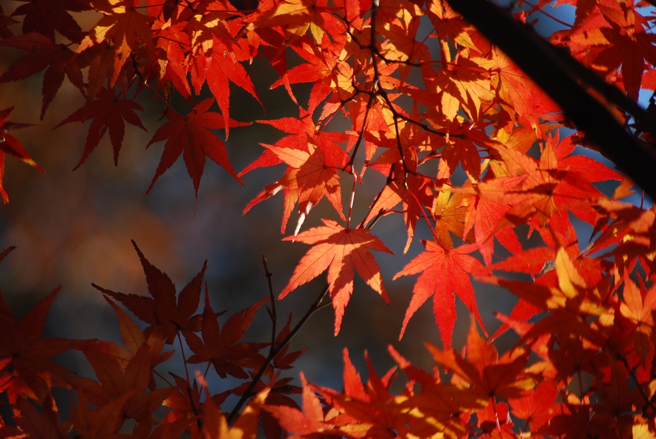 残り紅葉を求めて多聞院を訪問する 所沢 埼玉県 の旅行記 ブログ By Tsunetaさん フォートラベル