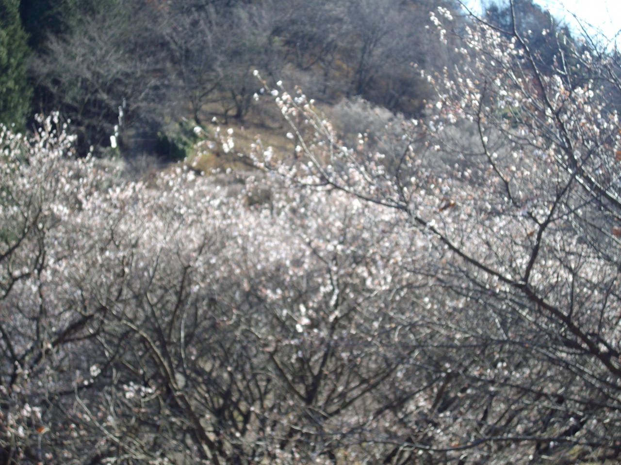 群馬藤岡の冬桜 藤岡 群馬県 の旅行記 ブログ By ゆらのとさん フォートラベル 群馬藤岡の冬桜 藤岡 群馬県 の旅行記 ブログ By ゆらのとさん フォートラベル