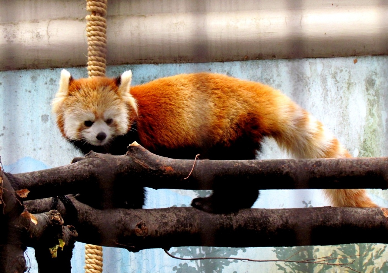 Xmasレッサーパンダ紀行 1 川崎市夢見ヶ崎動物公園 待望のレッサーパンダ来園 キュートなアンちゃん公開開始 川崎 神奈川県 の旅行記 ブログ By Jilllucaさん フォートラベル Xmasレッサーパンダ紀行 1 川崎市夢見ヶ崎動物公園 待望のレッサーパンダ来園 キュートなアンちゃん公開開始 川崎 神奈川県 の旅行記 ブログ By Jilllucaさん フォートラベル