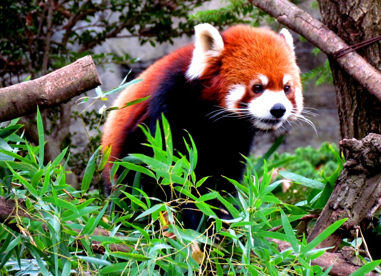 Xmasレッサーパンダ紀行 2 よこはま動物園ズーラシア 自然に近い単独展示 本日はコウセイ君 港北 長津田 青葉 神奈川県 の旅行記 ブログ By Jilllucaさん フォートラベル Xmasレッサーパンダ紀行 2 よこはま動物園ズーラシア 自然に近い単独展示 本日はコウセイ君 港北 長津田 青葉 神奈川県 の旅行記 ブログ By Jilllucaさん フォートラベル