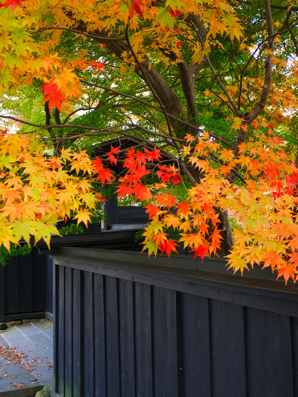 ぶらり紅葉11 角館武家屋敷 抱返り渓谷 紅葉フィナーレ 角館 秋田県 の旅行記 ブログ By Kevizooさん フォートラベル