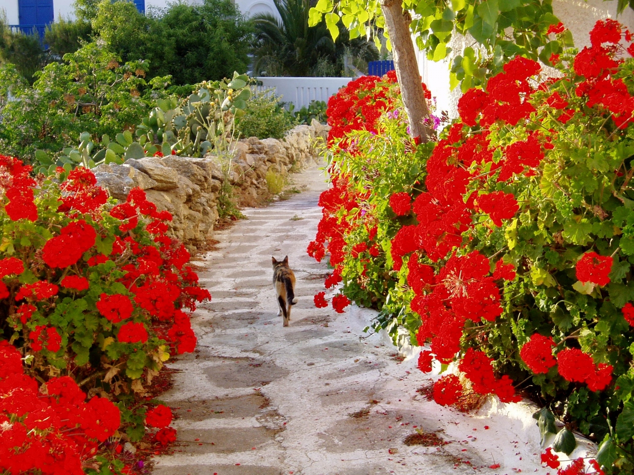 憧れの地ギリシャへε ミコノスタウンの花と猫＜ミコノス島 