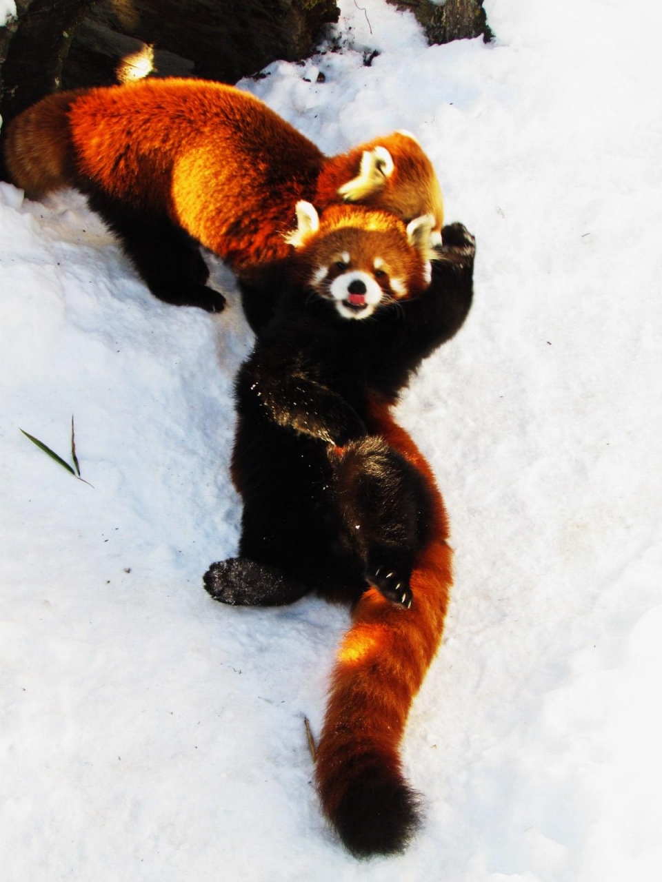 雪のレッサーパンダ紀行 ２ 釧路市動物園 最東端の幸せカップル 剛君 コーアイちゃん そして アムールトラ ココアちゃんに一目惚れ 釧路 北海道 の旅行記 ブログ By Jilllucaさん フォートラベル