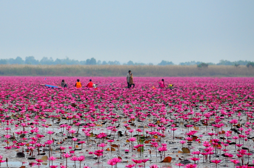 湖面一面に咲く 蓮の花を見物に行ってきましたぁ ウドーン ターニー タイ の旅行記 ブログ By ないはん男前さん フォートラベル