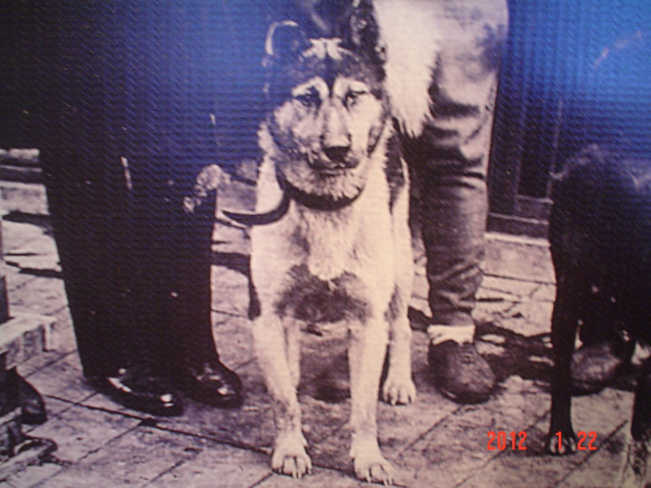 豊田市近代の産業とくらし発見館 １００年前南極で殉職した５２頭の犬 豊田 愛知県 の旅行記 ブログ By 三毛猫美花さん フォートラベル