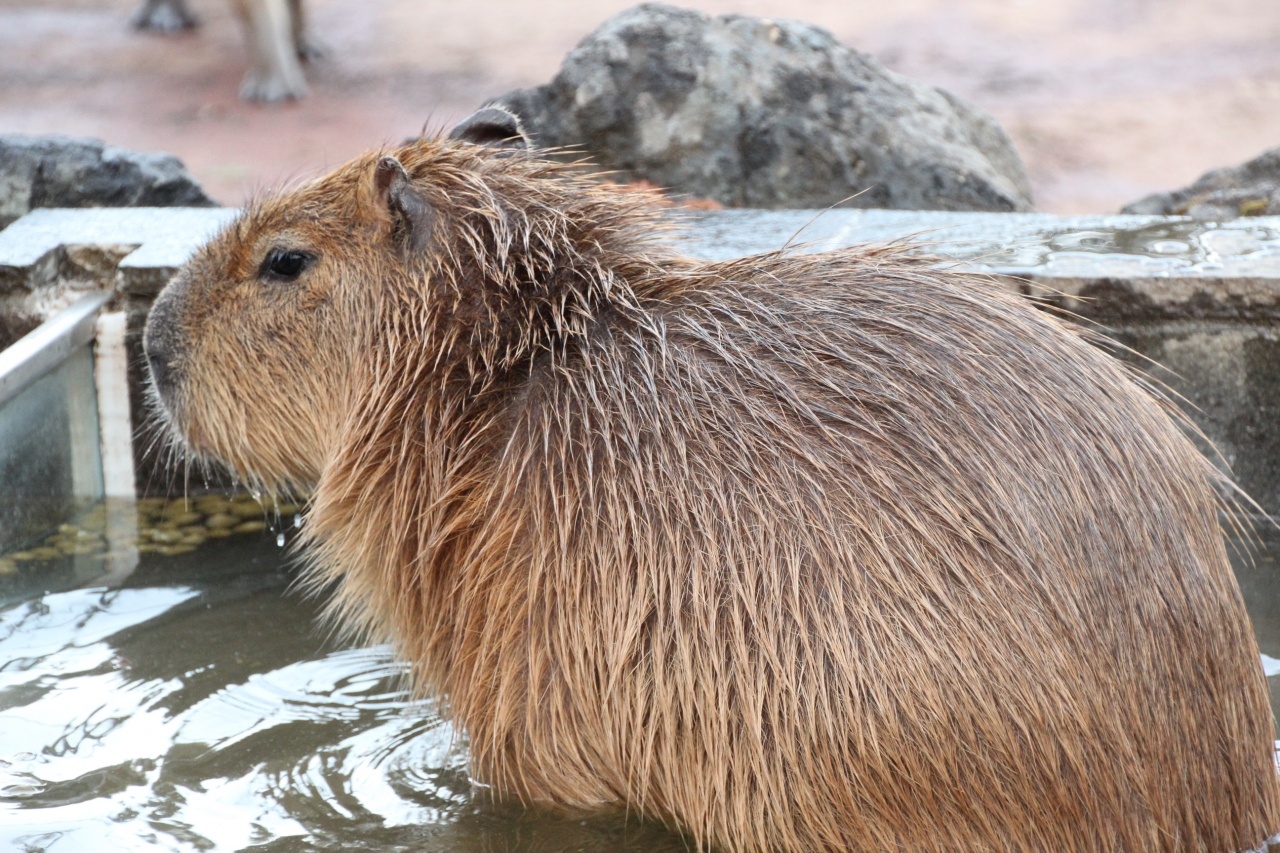 一眼レフで動物撮影に再びチャレンジ 埼玉こども動物自然公園へ 前編 猛獣はいないけど いろんなチビちゃんが見られた 東松山 埼玉県 の旅行記 ブログ By まみさん フォートラベル