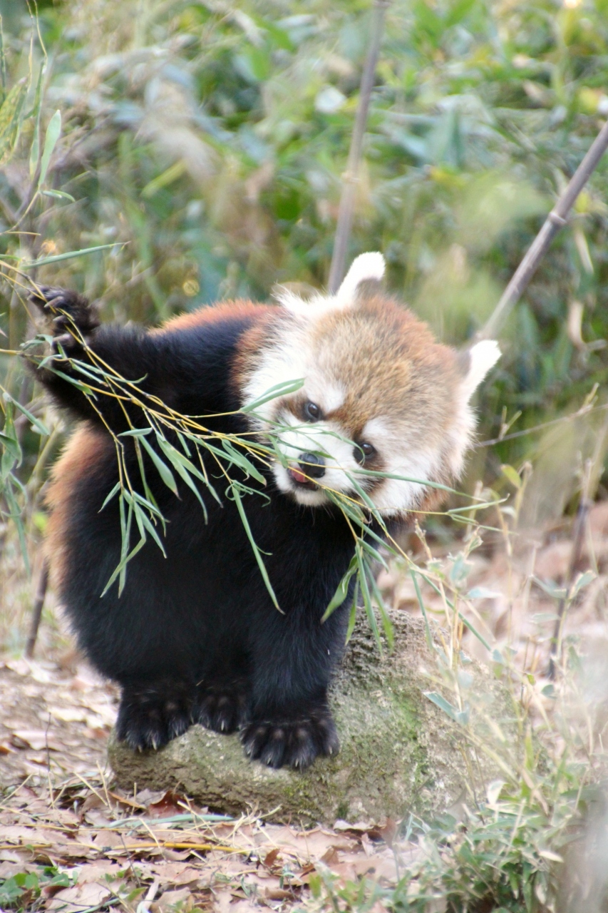 一眼レフで動物撮影に再びチャレンジ 埼玉こども動物自然公園へ 後編 悶絶可愛いレッサーパンダの親子３匹 東松山 埼玉県 の旅行記 ブログ By まみさん フォートラベル