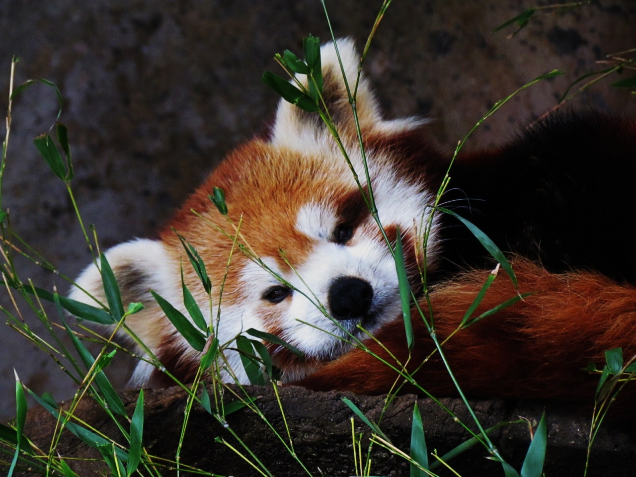 真冬のレッサーパンダ紀行 ４ 熱川バナナワニ園 圧倒的な飼育数 ニシレッサーパンダはここでしか見れません 熱川温泉 北川温泉 静岡県 の旅行記 ブログ By Jilllucaさん フォートラベル