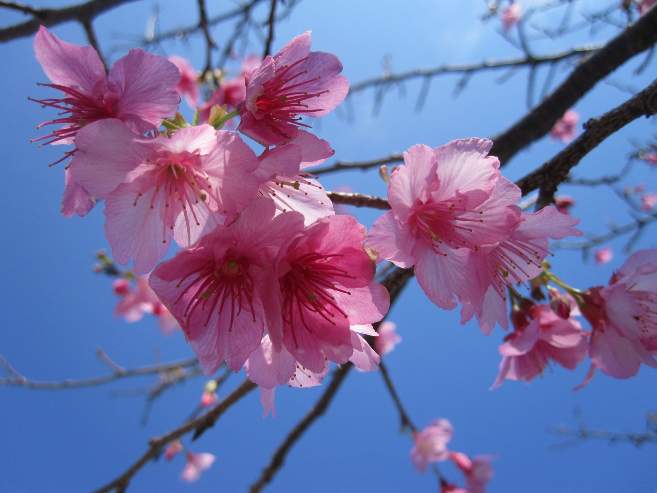 12年1月 沖縄桜祭りと沖縄そば 沖縄県の旅行記 ブログ By Priさん フォートラベル