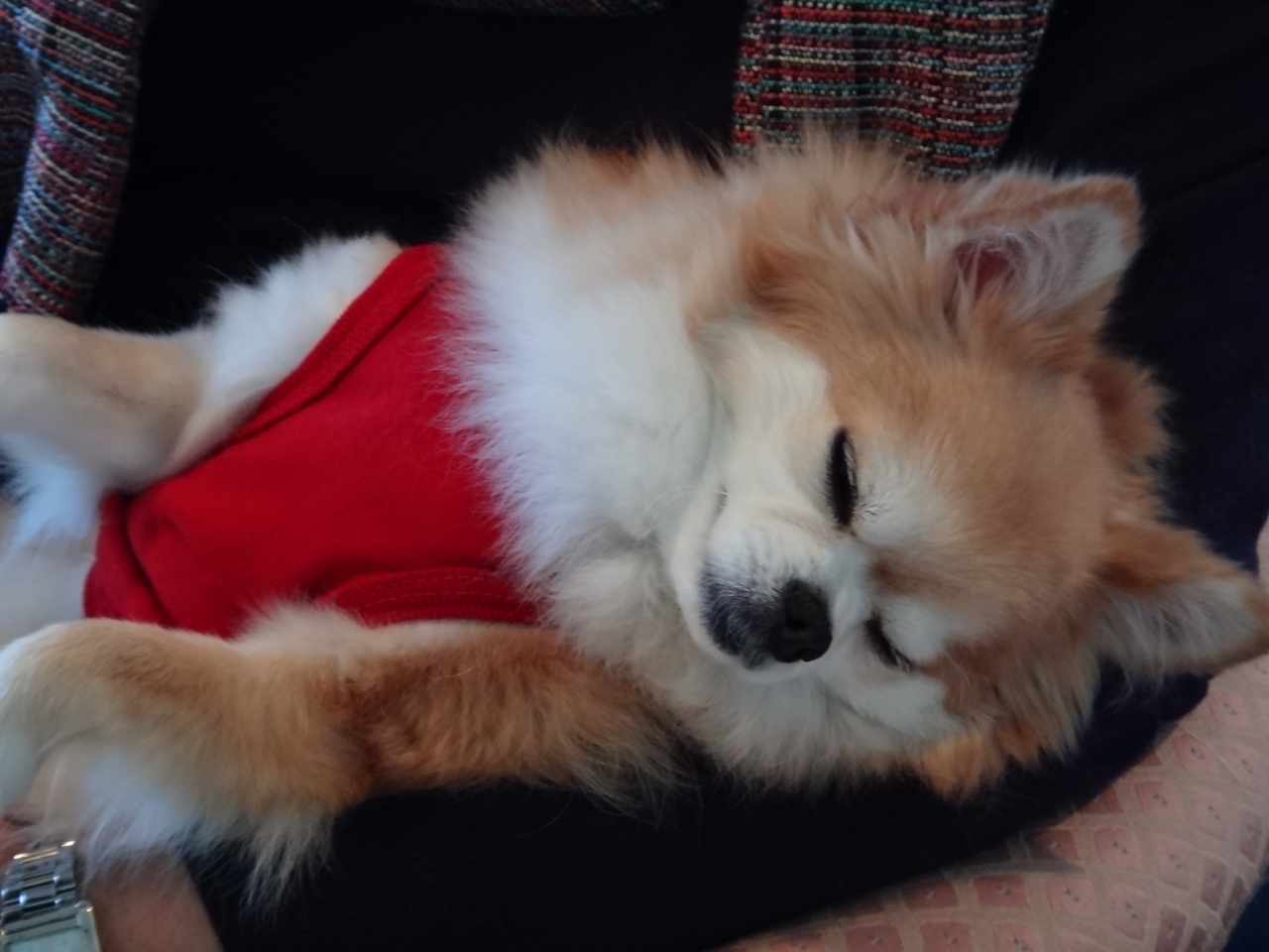 犬旅 静岡 伊豆高原 理想郷 迎賓館 祝５歳の誕生日 週末２日間 11 12 伊豆高原 静岡県 の旅行記 ブログ By ちょこ旅さん フォートラベル
