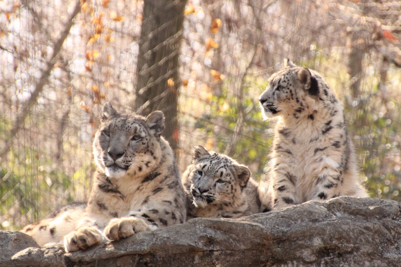 一眼レフを持って多摩動物公園にチャレンジ 2 アジアの山岳エリアのユキヒョウやトラやオオカミなど 多摩 東京 の旅行記 ブログ By まみさん フォートラベル