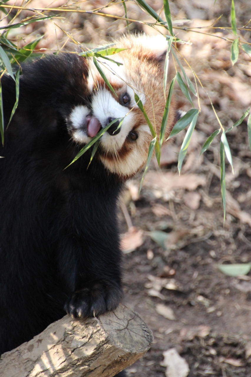 一眼レフを持って多摩動物公園にチャレンジ 3 やっぱりレッサーパンダが一番可愛い 多摩 東京 の旅行記 ブログ By まみさん フォートラベル