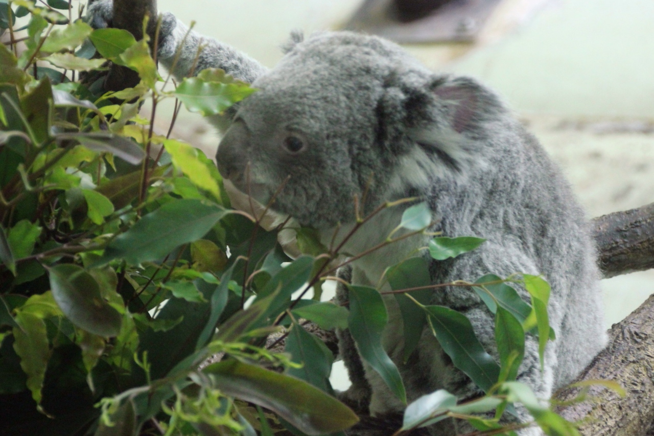 一眼レフを持って多摩動物公園にチャレンジ 4 オーストラリアの動物からワシやシロフクロウやマレーバクまで 多摩 東京 の旅行記 ブログ By まみさん フォートラベル