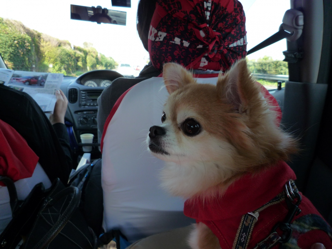 犬旅 宮城 蔵王 温泉宿らぶりぃ 祝4歳の誕生日 週末2日間 10 11 宮城蔵王 遠刈田温泉 宮城県 の旅行記 ブログ By ちょこ旅さん フォートラベル